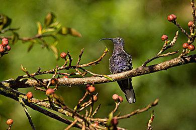 《刺客信条：幻景》是育碧首发最好的本世代新作
